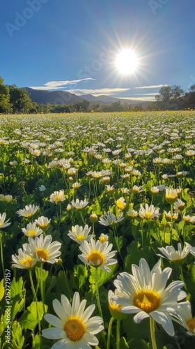 Wildflower meadow with bright daisies under a clear blue sky in the mountains...