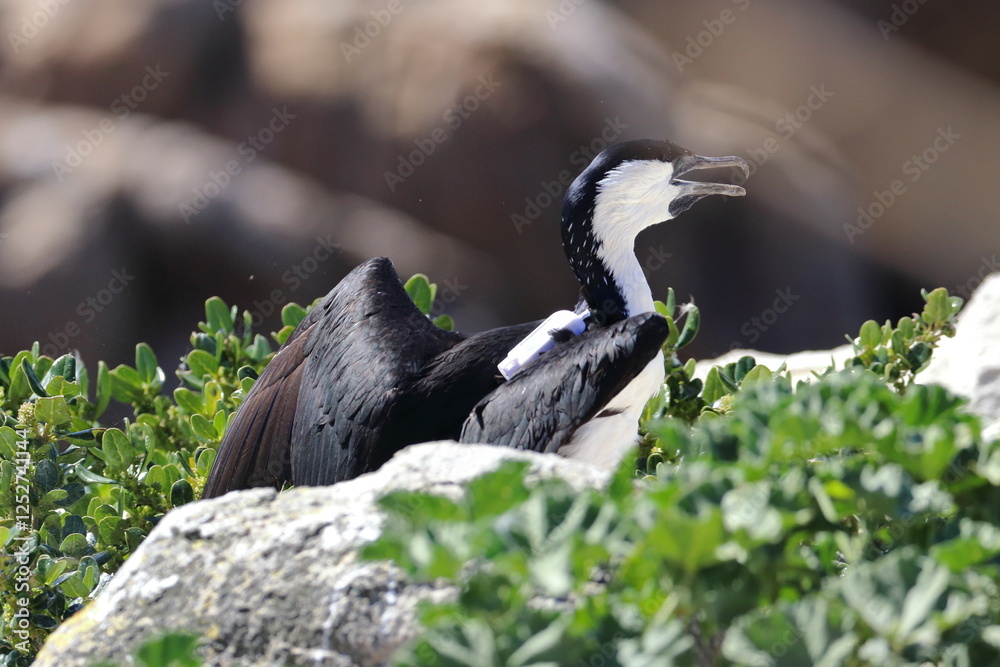 Fototapeta premium black-faced cormorant