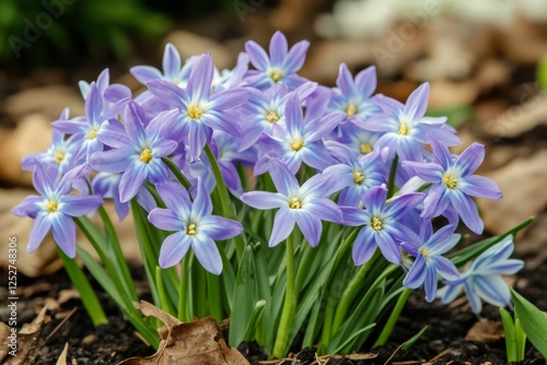 Beautiful cluster of star-shaped purple flowers blooming in garden during spr...