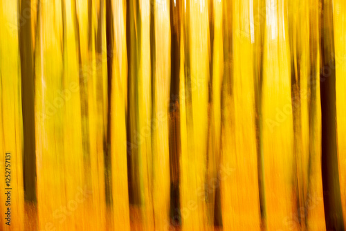 Rudeskov forest in denmark