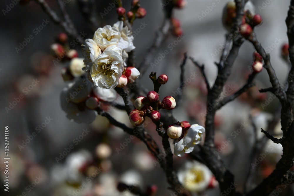 Japanese apricot (Prunus mume) blossoms. Japanese apricot (Ume) is a flowering tree that is loved not only for its flowers but also for making umeboshi (pickled plums) and umeshu (plum wine). Japanese apricot (Prunus mume) blossoms. Japanese apricot (Ume) is a flowering tree that is loved not only for its flowers but also for making umeboshi (pickled plums) and umeshu (plum wine).