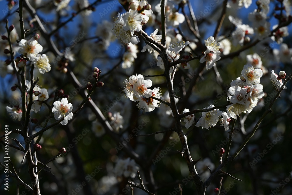 Japanese apricot (Prunus mume) blossoms. Japanese apricot (Ume) is a flowering tree that is loved not only for its flowers but also for making umeboshi (pickled plums) and umeshu (plum wine). Japanese apricot (Prunus mume) blossoms. Japanese apricot (Ume) is a flowering tree that is loved not only for its flowers but also for making umeboshi (pickled plums) and umeshu (plum wine).