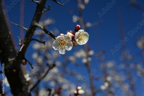 Japanese apricot (Prunus mume) blossoms. Japanese apricot (Ume) is a flowering tree that is loved not only for its flowers but also for making umeboshi (pickled plums) and umeshu (plum wine). photo