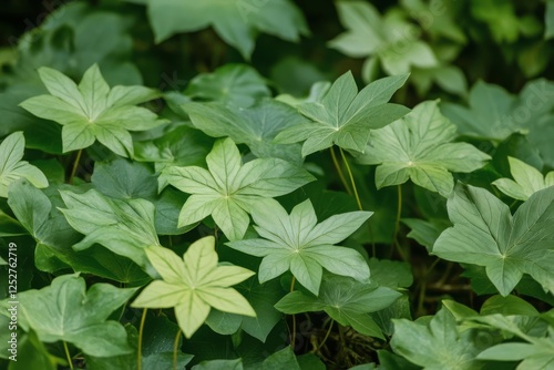 Green leaves of various shades cover the ground in a lush, tranquil environment