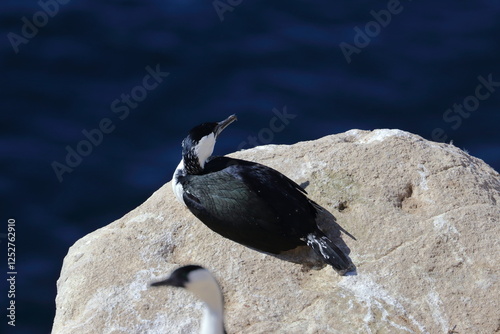 black-faced cormorant