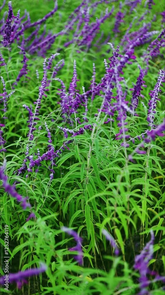Purple sage plant