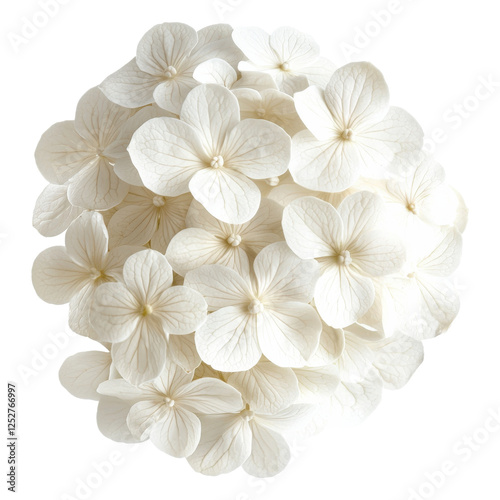 Delicate white flower blossom transparent background png image floral aesthetic