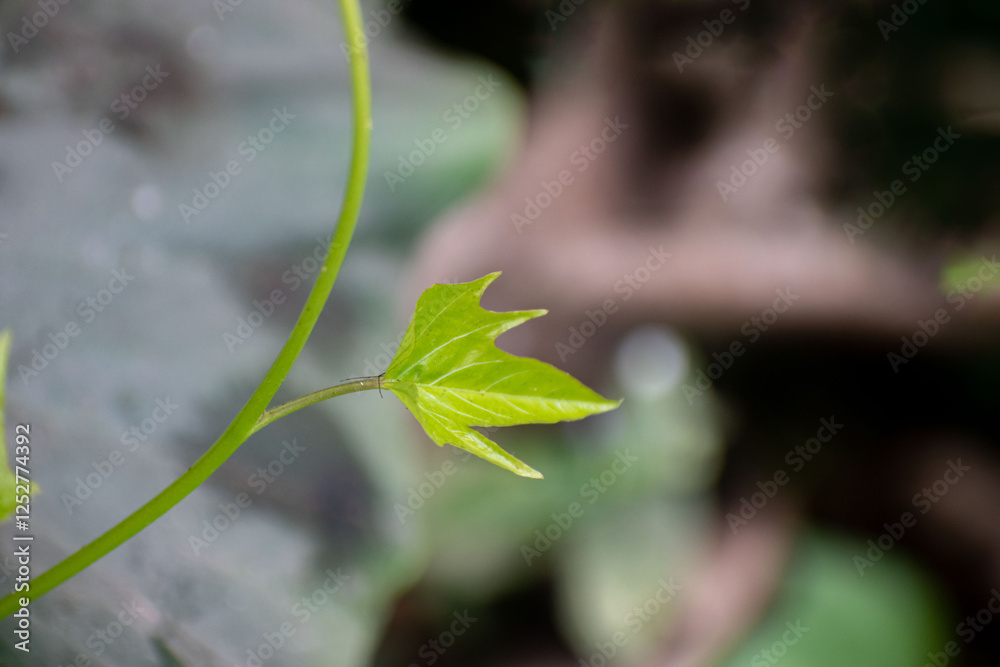 Fresh sweet potato plant with large green leaves, growing in a cultivated field under natural sunlight.