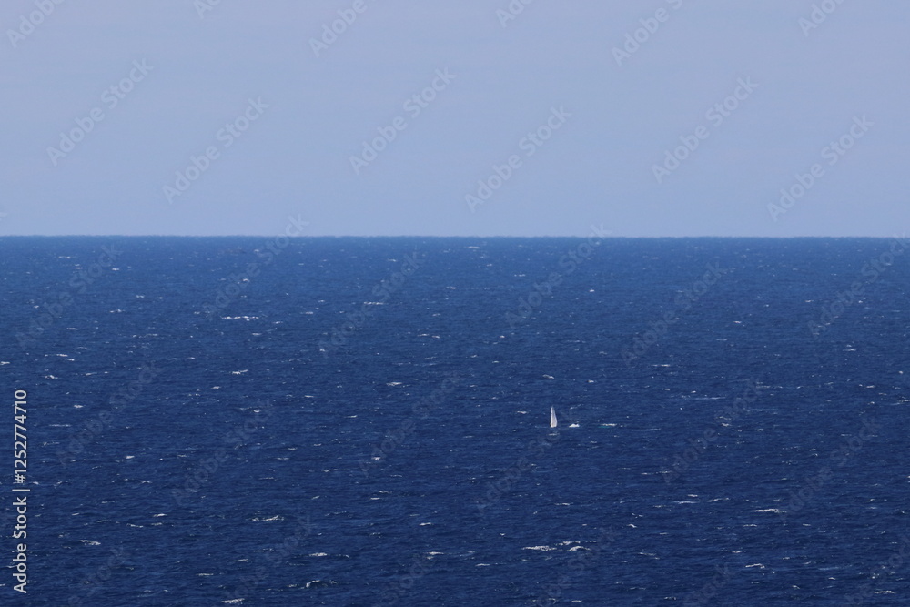 Obraz premium humpback whale