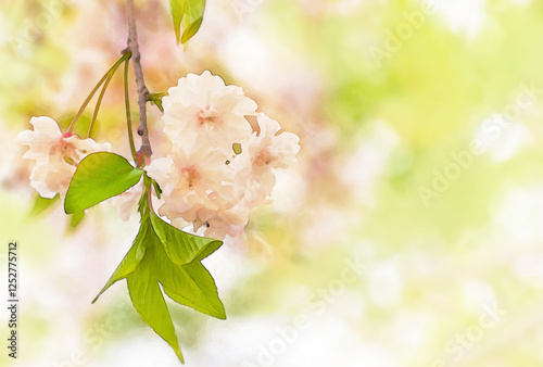 八重の枝垂れ桜のフレーム背景イラスト
