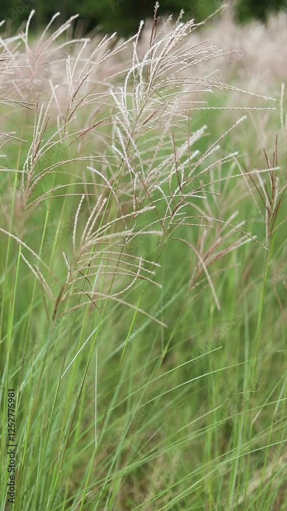 The silvergrass is blown by the wind in autumn The silvergrass is blown by the wind in autumn