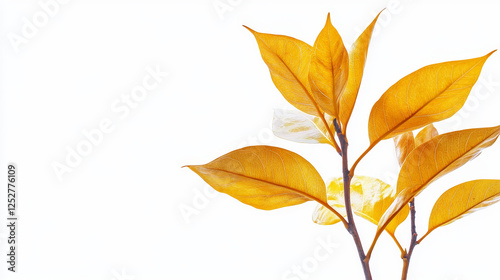 Abstract bush or plant with yellow foliage isolated white background