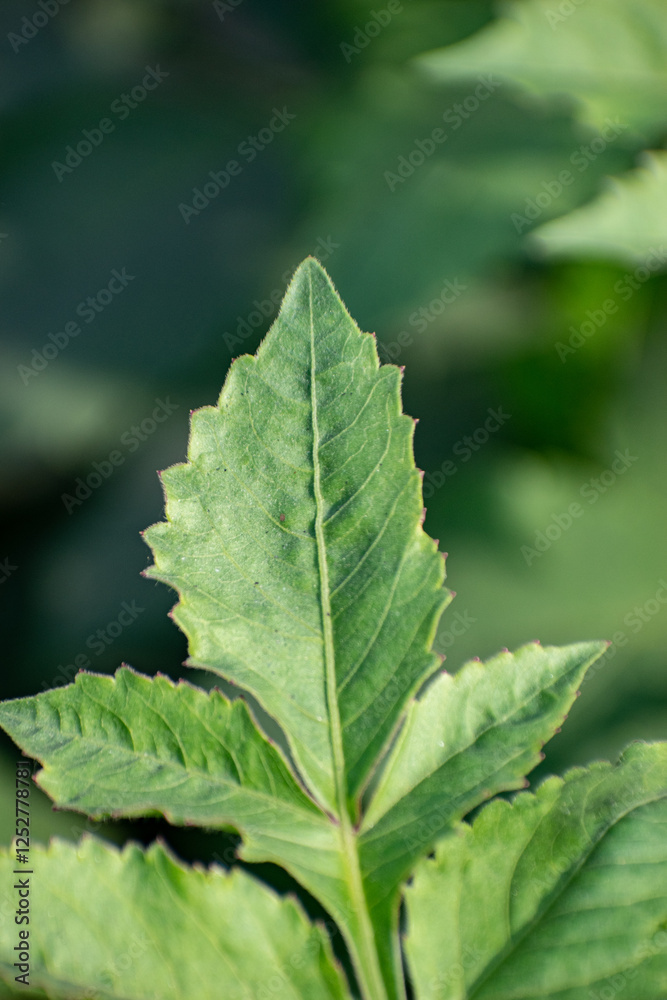 Tomato plant leaves with vibrant green color and serrated edges Tomato plant leaves with vibrant green color and serrated edges