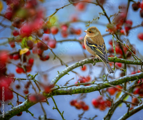 Obraz na płótnie Male chaffinch bird sitting on an apple tree w salonie
