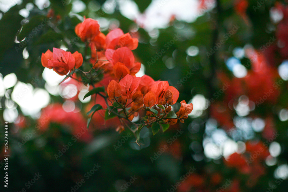 A bunch of striking red Bougainvillea in bloom with calm relaxing nature bokeh background