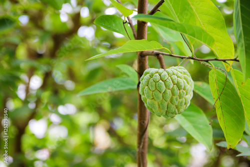 Custard apple fresh fruit on tree photo