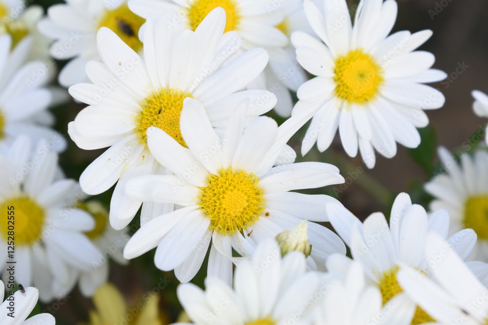 white Common daisy beautiful flowers with blur green background in garden, White beautiful daisies on a field in green grass, Oxeye daisy, Leucanthemum vulgare, Daisies, Dox-eye, Dog daisy in nature white Common daisy beautiful flowers with blur green background in garden, White beautiful daisies on a field in green grass, Oxeye daisy, Leucanthemum vulgare, Daisies, Dox-eye, Dog daisy in nature