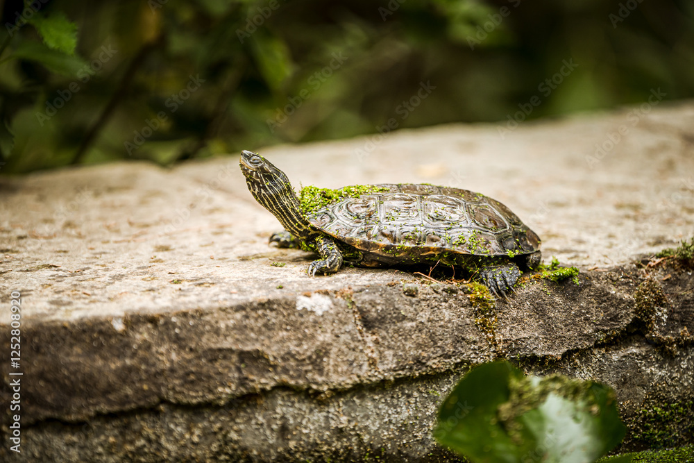 Turtle basking on a stone ledge covered in moss and algae, enjoying the warmth of the sun in a lush natural habitat, with a blurred green background creating a serene and tranquil wildlife scene Turtle basking on a stone ledge covered in moss and algae, enjoying the warmth of the sun in a lush natural habitat, with a blurred green background creating a serene and tranquil wildlife scene