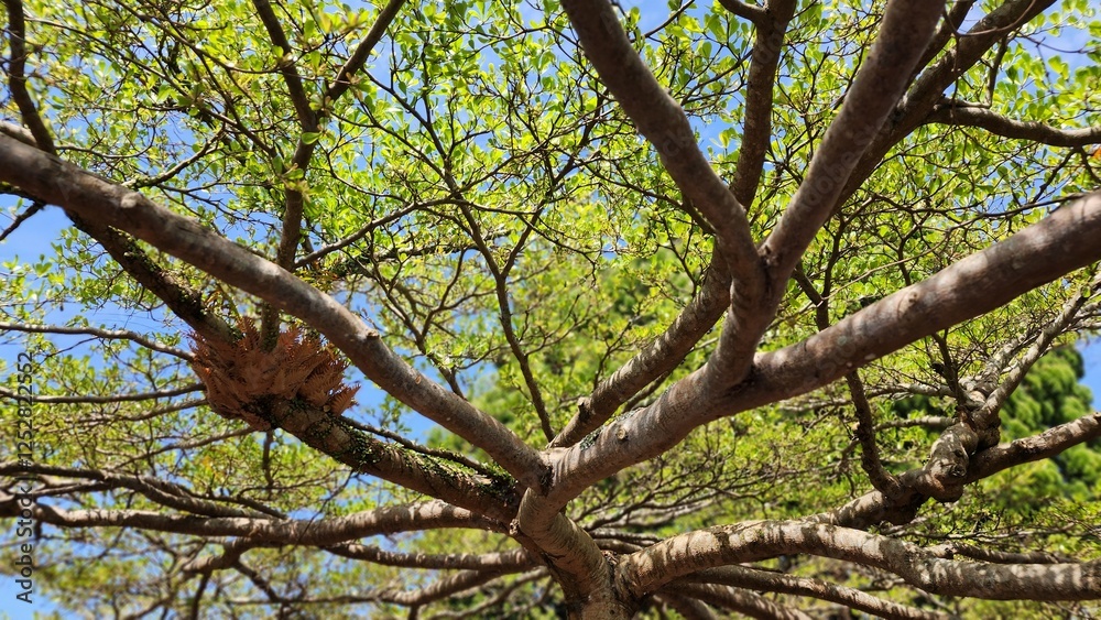 Fototapeta premium View from Below a Tree: Looking Up at the Branches and Bird's Nest Nestled Amongst the Greenery, Creating a Serene Scene with a Peaceful Sky Above. Nature's Harmony Captured in This Tranquil Moment.