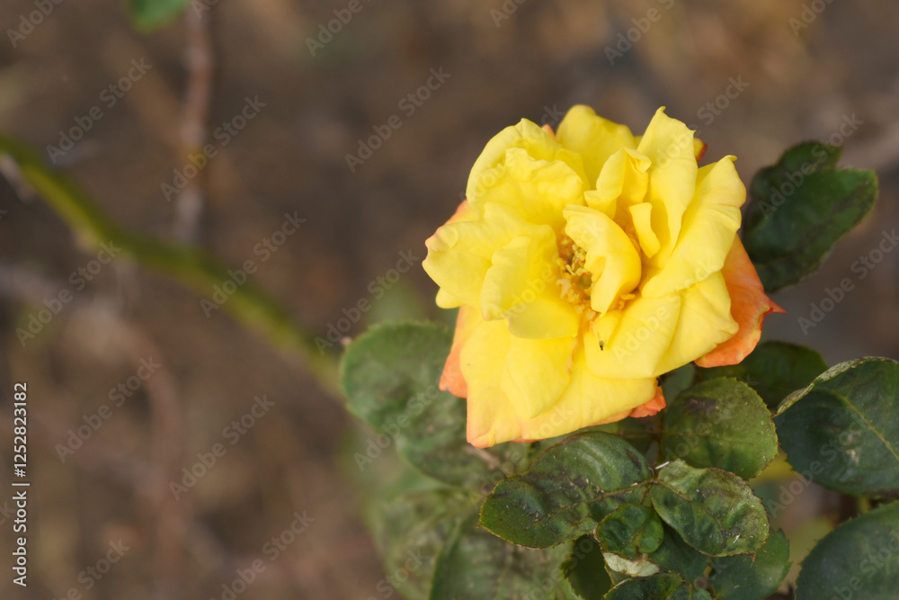 Beautiful pink yellow rose flower closeup in garden, A very beautiful pink yellow rose flower bloomed on the rose tree, Rose flower closeup, bloom flowers, Natural spring flower, floral background Beautiful pink yellow rose flower closeup in garden, A very beautiful pink yellow rose flower bloomed on the rose tree, Rose flower closeup, bloom flowers, Natural spring flower, floral background
