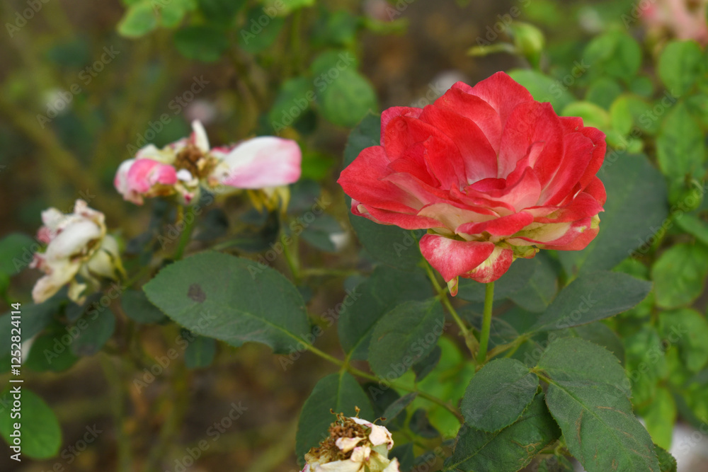 Beautiful red white rose flower closeup in garden, A very beautiful red white rose flower bloomed on the rose tree, Rose flower closeup, bloom flowers, Natural spring flower, Natural floral background Beautiful red white rose flower closeup in garden, A very beautiful red white rose flower bloomed on the rose tree, Rose flower closeup, bloom flowers, Natural spring flower, Natural floral background