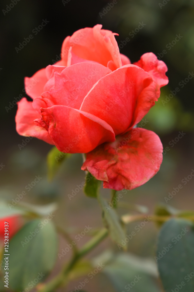 Beautiful red rose flower closeup in garden, A very beautiful red rose flower bloomed on the rose tree, Rose flower closeup, bloom flowers, Natural spring flower, Natural floral background, Beautiful red rose flower closeup in garden, A very beautiful red rose flower bloomed on the rose tree, Rose flower closeup, bloom flowers, Natural spring flower, Natural floral background,