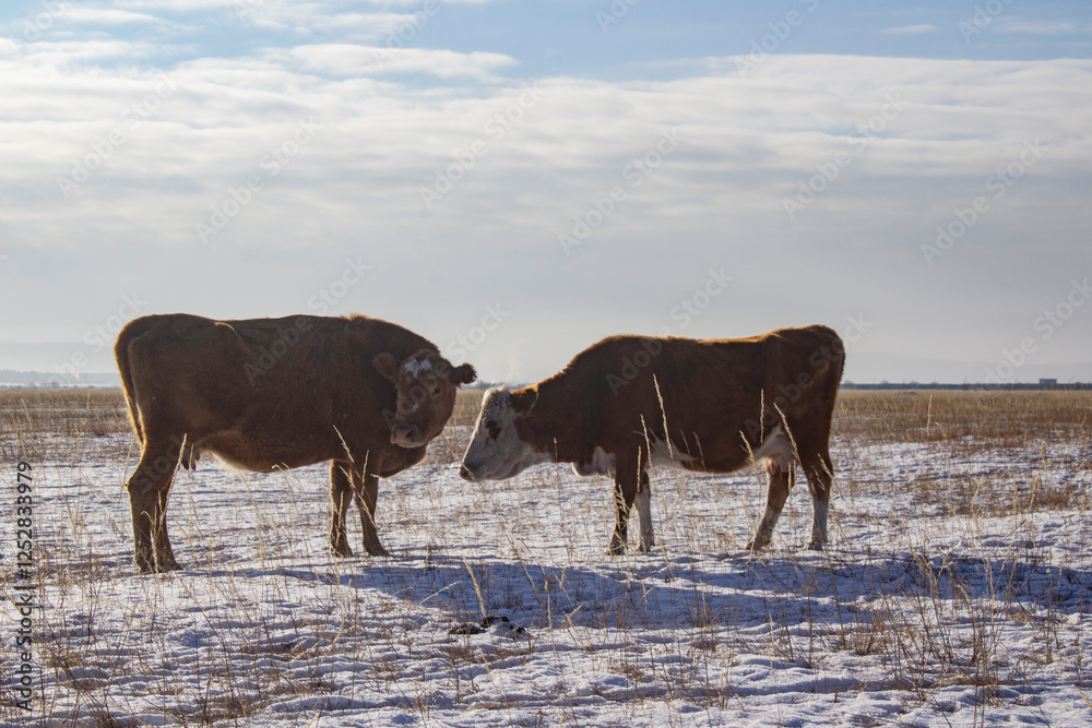 Herd of cows grazing on winter snow field Herd of cows grazing on winter snow field