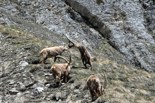 bouquetins (Val d'Isère)