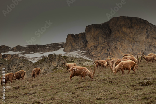 bouquetins (Val d'Isère)