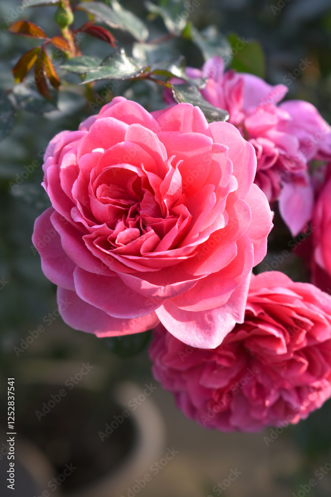 Beautiful pink rose flower closeup in garden, A very beautiful pink rose flower bloomed on the rose tree, Rose flower closeup, bloom flowers, Natural spring flower, Natural floral background, Beautiful pink rose flower closeup in garden, A very beautiful pink rose flower bloomed on the rose tree, Rose flower closeup, bloom flowers, Natural spring flower, Natural floral background,