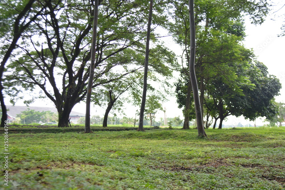 Bitg trees in the park with green grass Bitg trees in the park with green grass