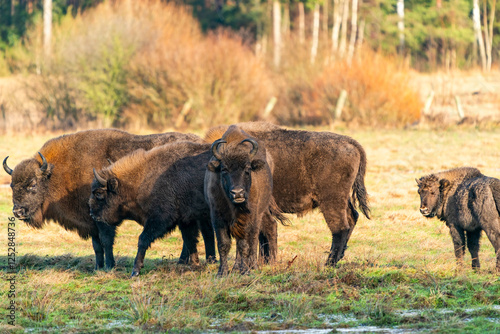 A herd of European bison (Bison bonasus) in Bialowieza forest, Poland. Selective focus