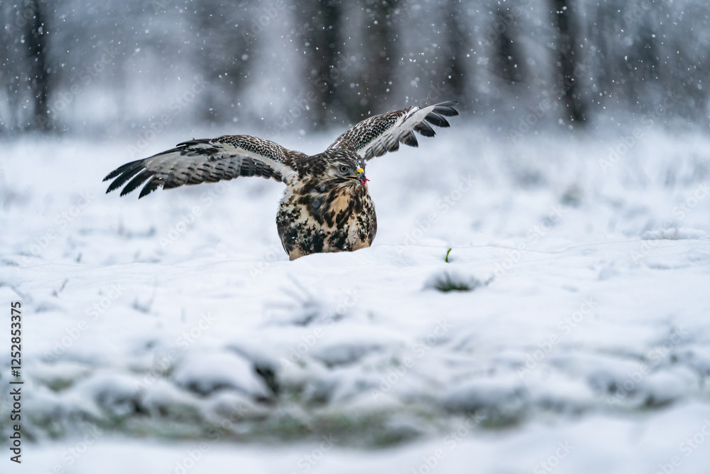 Obraz premium Common Buzzard (Buteo buteo) in winter Bialowieza forest, Poland. Selective focus
