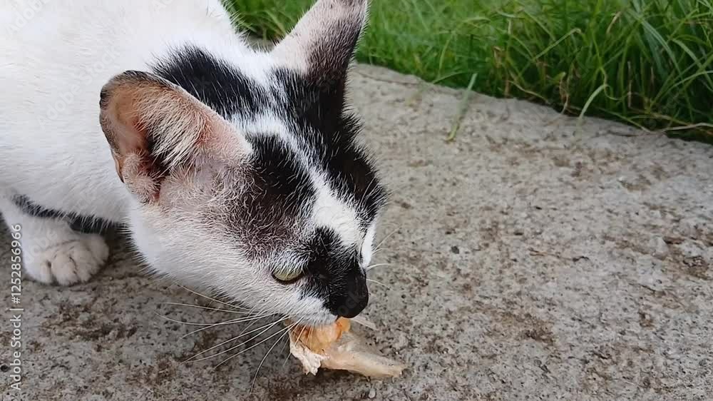 white and black cats are eating salted fish on the road white and black cats are eating salted fish on the road