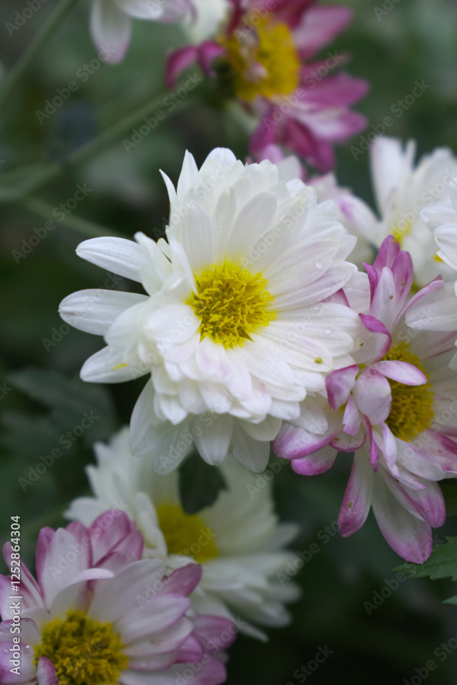 Obraz premium Beautiful white chrysanthemum flowers closeup in the winter garden, Close-up of Chrysanthemum flower, Field of the white Chrysanthemum, Beautiful white flower blooming in nature.