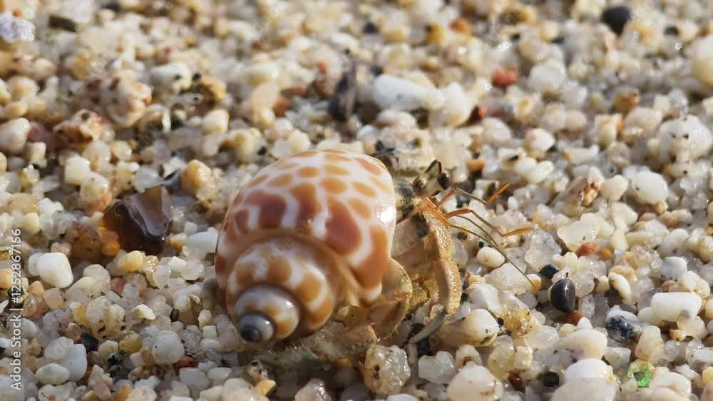 This video showcases its hermit crabs journey along soft sands and behaviors This video showcases its hermit crabs journey along soft sands and behaviors