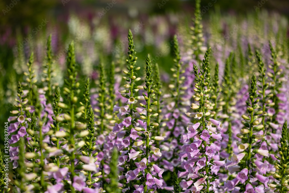 Foxglove flowers in full bloom on the background for spring and summer English country cottage garden for perennial and annual plant usage Foxglove flowers in full bloom on the background for spring and summer English country cottage garden for perennial and annual plant usage