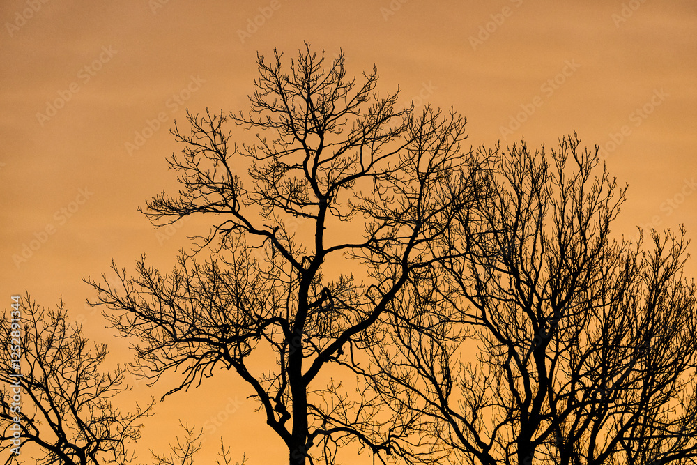 Obraz premium Trees in the morning light of the cultural landscape of Toten, Norway, a day in February 2025.
