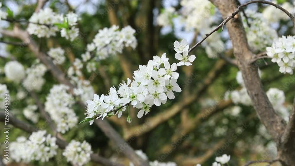 White plum tree flowers in spring White plum tree flowers in spring