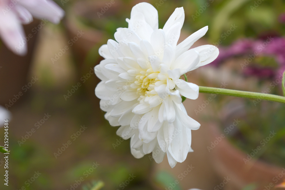 Beautiful white chrysanthemum flowers closeup in the winter garden, Close-up of Chrysanthemum flower, Field of the white Chrysanthemum, Beautiful white flower blooming in nature. Beautiful white chrysanthemum flowers closeup in the winter garden, Close-up of Chrysanthemum flower, Field of the white Chrysanthemum, Beautiful white flower blooming in nature.