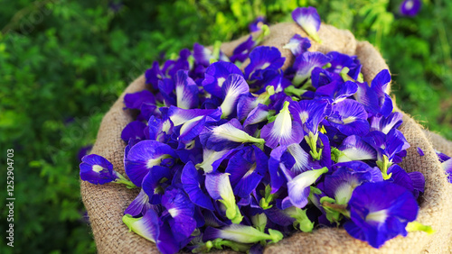 Photography Fresh blue butterfly pea flowers or asian pigeonwings falling in slow motion, ha