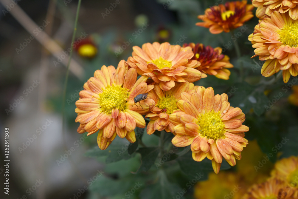 Obraz premium Beautiful red Orange chrysanthemum flowers closeup in the winter garden, Close-up of Chrysanthemum flower, Field of the red Orange Chrysanthemum, Beautiful red Orange flower blooming in nature.