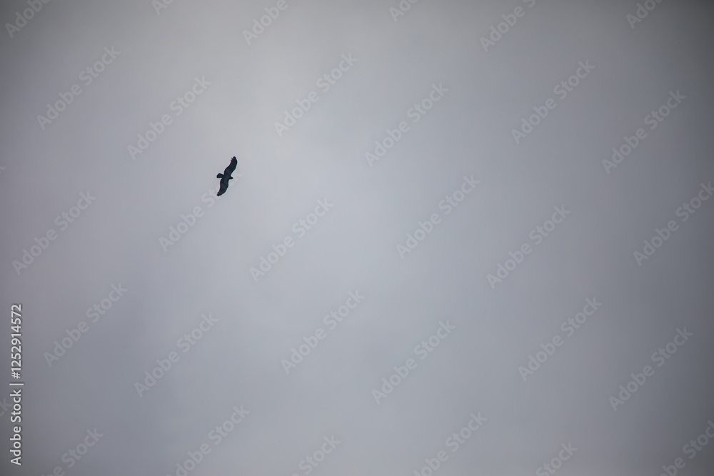 Eagle flies against a cloudy sky. Eagle silhouette in the sky. Eagle flies against a cloudy sky. Eagle silhouette in the sky.