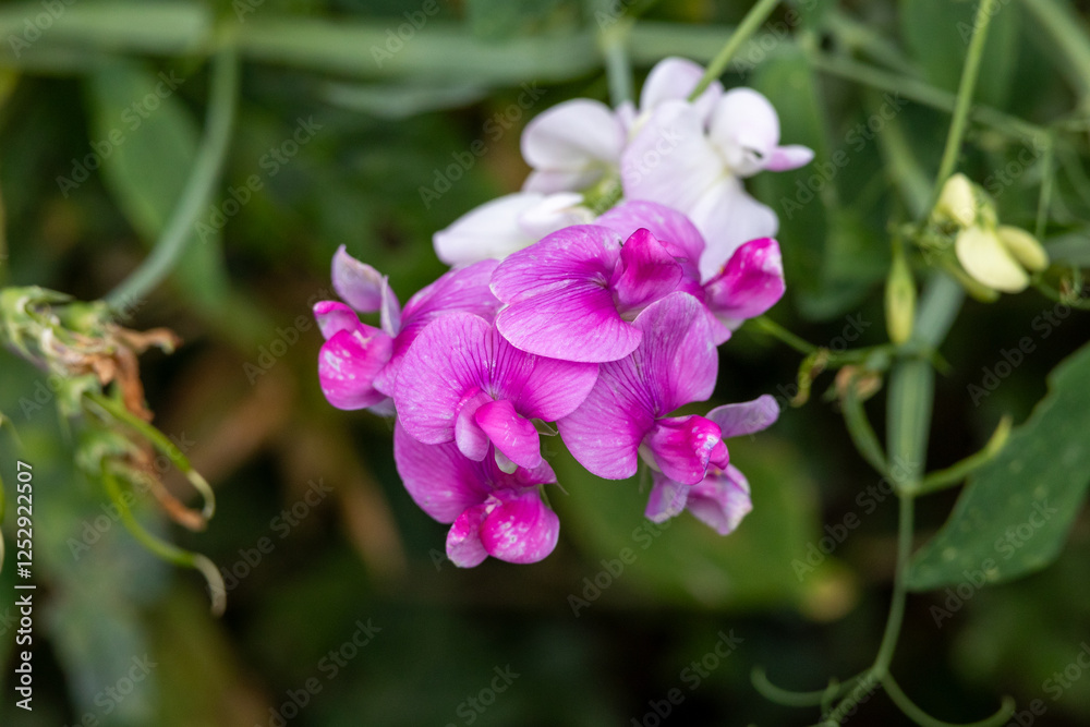 Spring awakening: delicate flowers in pink and white Spring awakening: delicate flowers in pink and white