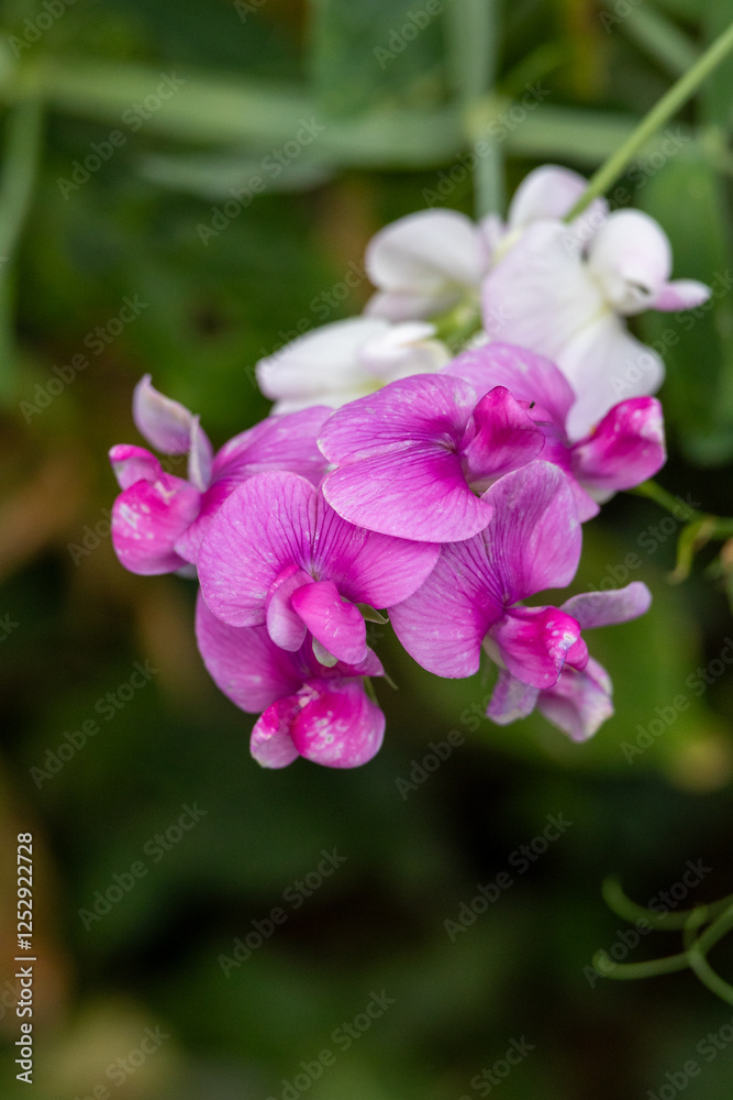 Spring awakening: delicate flowers in pink and white Spring awakening: delicate flowers in pink and white