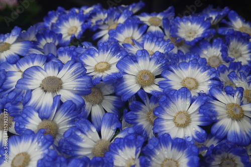 pretty close up, intensive bush of blue and white Cineraria (Pericallis hybrida) with little water drops in spring rainy day in the garden photo