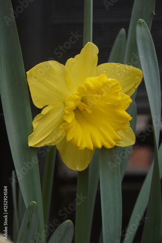 beautiful closeup yellow narcissus pseudonarcissus spring flower with little water drops in rainy day