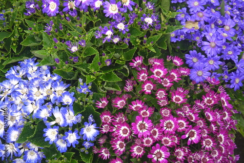 close up vibrant colorful Cineraria (Pericallis hybrida) with colors of purple, white, blue, Magenta, in spring rainy day in the garden