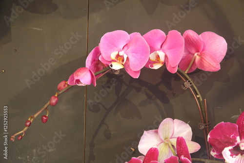 closeup beautiful blooming light magenta orchid flowers cluster with white center in black background