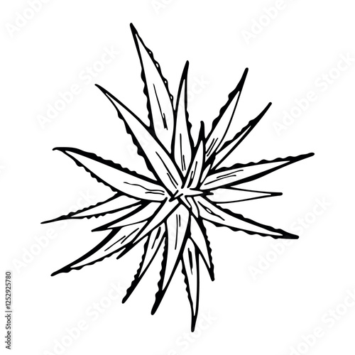 Hand drawn outline succulent haworthia isolated on a white background. Flowers in the desert. Vector illustration. Perfect for coloring book, greeting card, print.